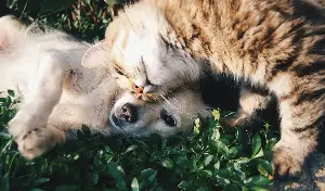 Commentary: When life gets hard, animals still depend on us