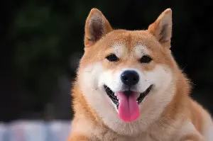Owner Is 99% Sure Shiba Swore at Her—She Just ‘Can’t Prove It’