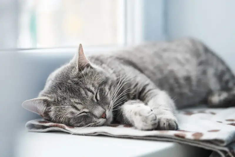 猫の睡眠時間が長い理由と快適な寝床の作り方