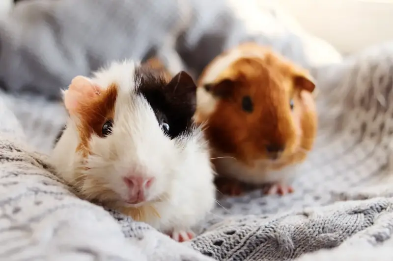 Furet ou cochon d'Inde : quel compagnon pour une famille active