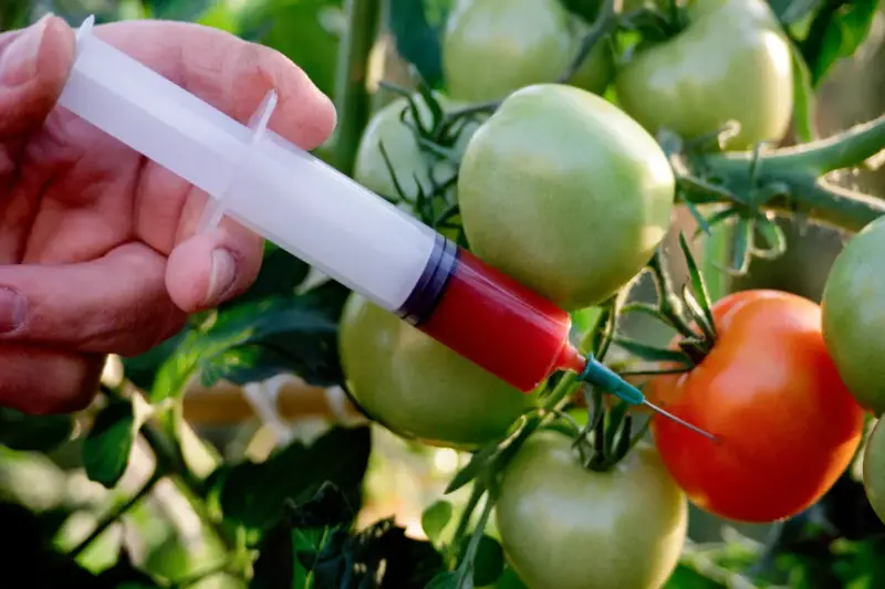 علماء صينيون يبتكرون طماطم برائحة الفشار