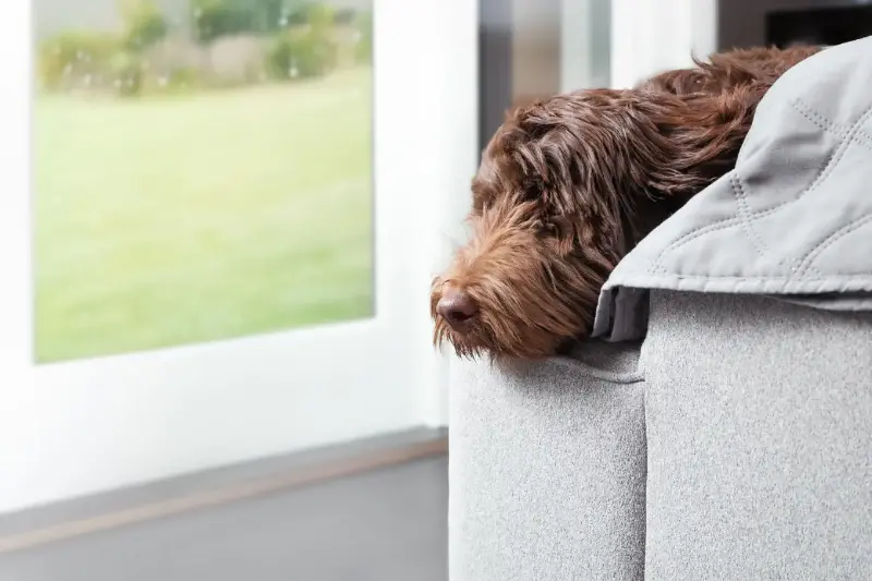 Gestos Caninos: Cómo los Perros Expresan Estrés