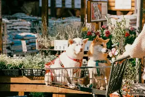 Dogs respond to human crying
