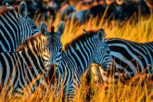 Decoding the Stripes: Why Zebras Developed Their Eye-Bending Patterns