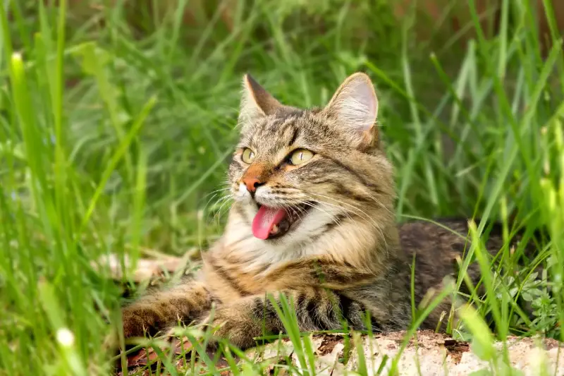 Voces felinas: ¿qué revela el jadeo de un gato?