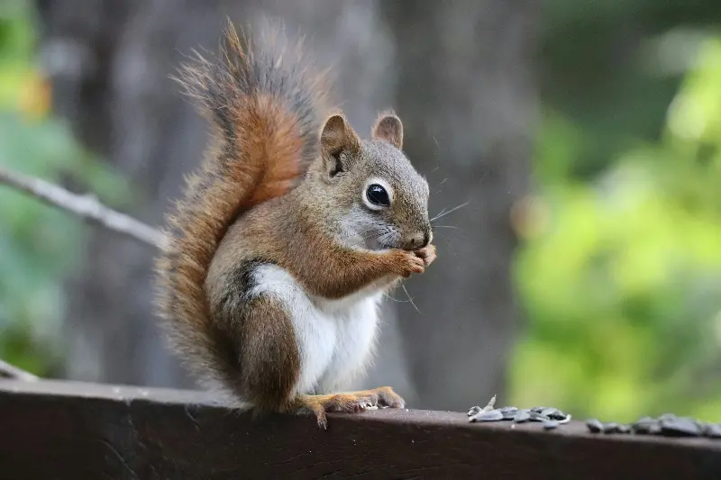 Unlikely Reforestation Champions: Squirrels Plant New Life With Every Misplaced Nut They Hide