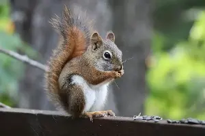 Unlikely Reforestation Champions: Squirrels Plant New Life With Every Misplaced Nut They Hide
