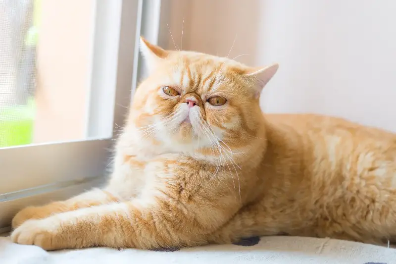 Jenis-Jenis Kucing Populer Dunia: Karakter unik dan fakta menarik setiap ras istimewa yang memikat hati
