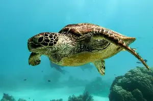 Why Turtles Hold The Key To Nature’s Oldest Wisdom And Earth’s Longevity