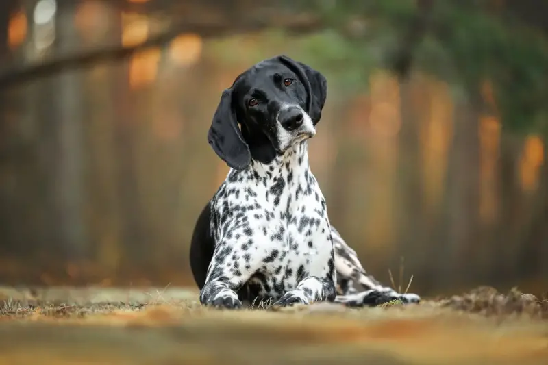 Pourquoi les chiens penchent la tête quand on leur parle