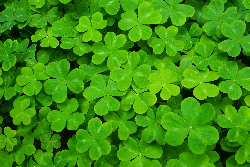 From Irish Fields To The World’s Heart: The Incredible Journey Of The Shamrock Symbol