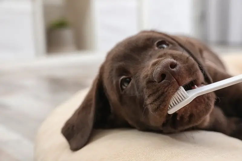 犬の歯磨きを習慣にするための始め方と嫌がらないコツ