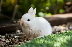 Secrets To Creating The Perfect Home Environment For A Happy, Healthy Indoor Rabbit