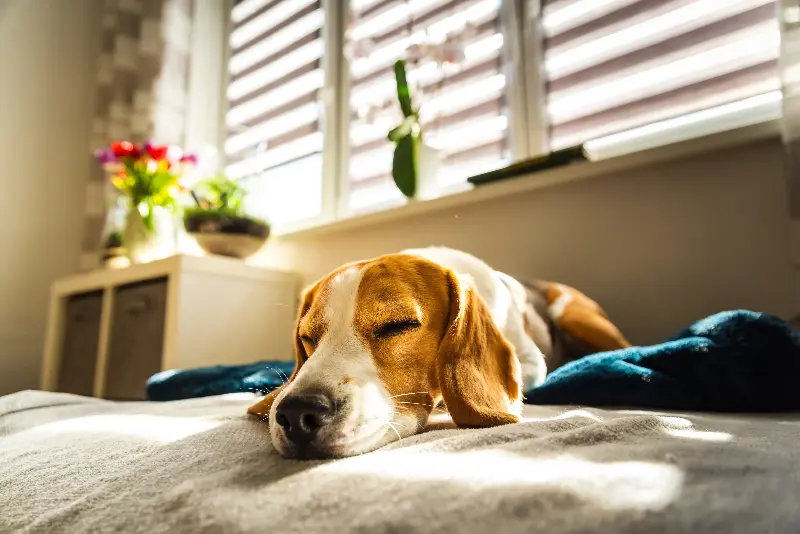 Discover The Top 10 Most Apartment-Friendly Dog Breeds That Will Melt Your Heart