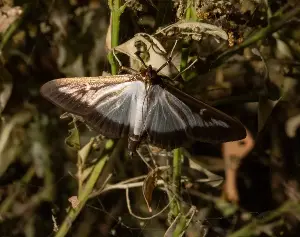 The best ways to beat box tree moth and blight in your garden