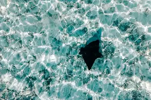 From Gentle Giants To Ocean Heroes: The Enchanting Life Of The Stingray Revealed