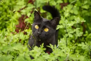 Why Black Cats Are Mystical Icons: Surprising Facts And Legends From Around The World
