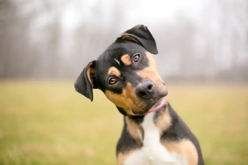 Perros más listos de lo que crees: aprenden palabras de conversaciones ajenas