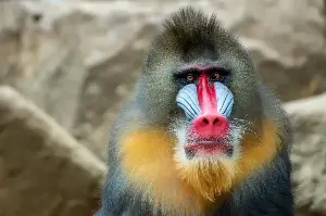 Discover The Mandrill: Nature’s Most Colorful Primate And Its Fascinating Jungle Life