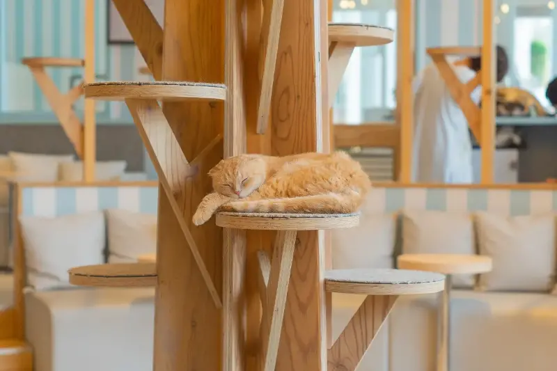 猫好きが「帰りたくなくなる」――いま、猫カフェが私たちに教えてくれること