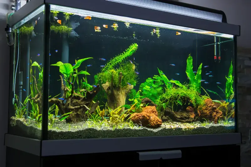 Keajaiban Akuarium Di Rumah: ikan-ikan unik dengan keindahan warna dan gaya berenang luar biasa