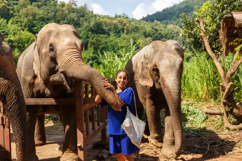 Tailandia Deslumbrante: De Santuarios de Elefantes a las Playas de Phi Phi