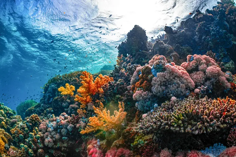 The Hidden Role Of Coral Reefs: Why Saving Them Means Saving Our Oceans And Ourselves