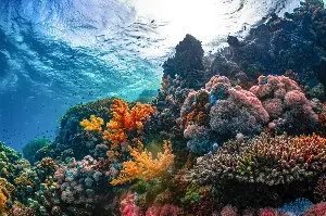 The Hidden Role Of Coral Reefs: Why Saving Them Means Saving Our Oceans And Ourselves
