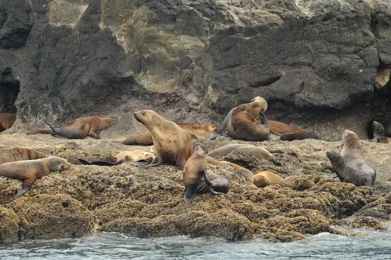 Leones Marinos vs. Delfines: Fascinantes Diferencias Entre Ambos