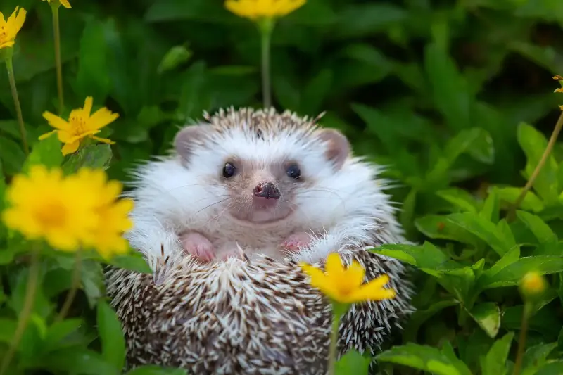 Meet The World’s Most Cuddle Worthy Animals That Promise To Melt Your Heart Fast