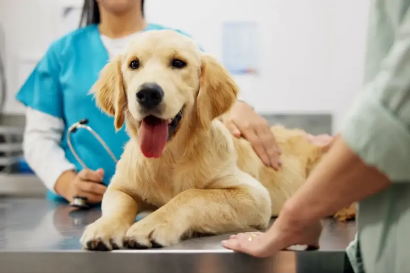 Viviamo più a lungo, ma cani e gatti? La ricerca prova a capire come cambia l’età dei nostri compagni domestici