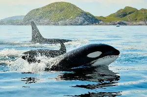 From Hunters To Culture Keepers: The Surprising Dual Life Of The Majestic Orca Whale
