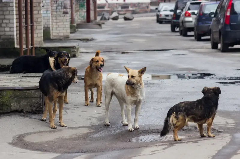 نداء مجتمعي: كلاب الشوارع ليست حيوانات ضالة — أصوات تدعو لحمايتها