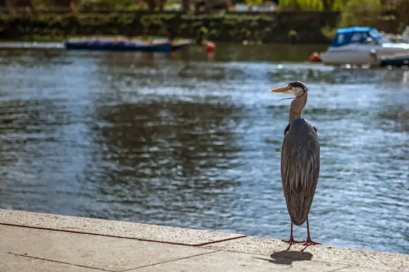 طيور اللقلق تعود رسميًا إلى لندن بعد 600 عام من الغياب