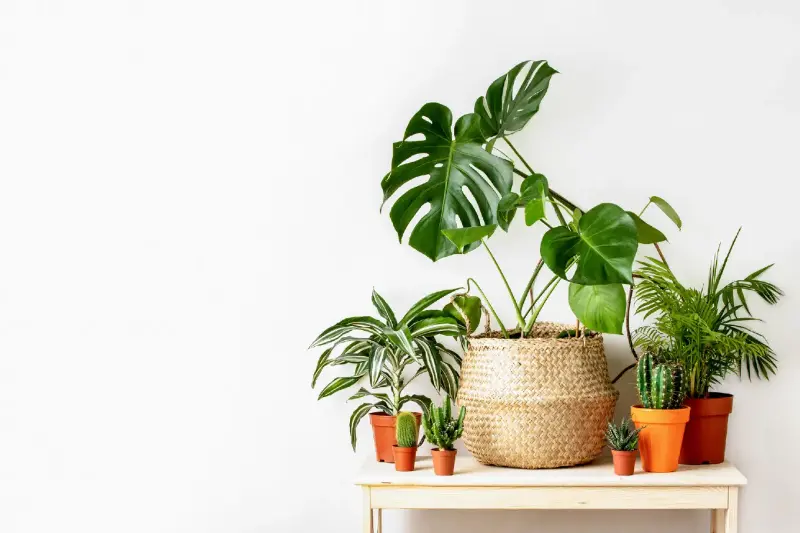Refresca tu Hogar: 5 Plantas para Combatir el Calor con Estilo
