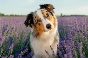 The Sweet Reason Behind Your Dog’s Head Tilt Will Melt Your Heart