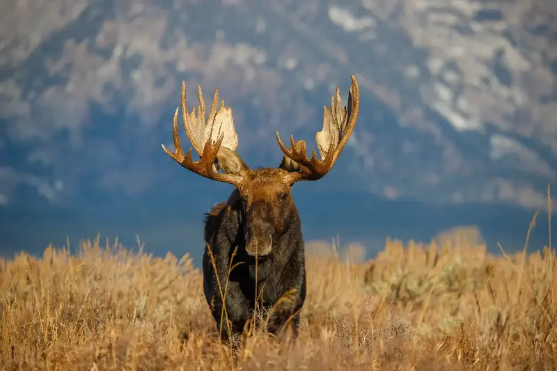Antler Architecture: The Fast-Growing Bone Structure of Bull Moose