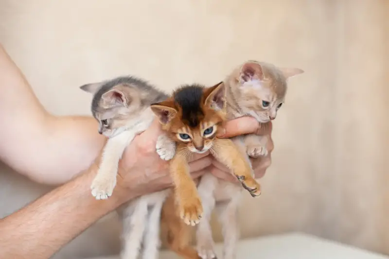 El Gato Perfecto para Ti: Descubre el Ideal Según tu Mes de Nacimiento y Por Qué