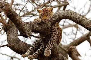 Awake Or Asleep? Exploring Bizarre Sleep Patterns Across The Untamed Animal Kingdom