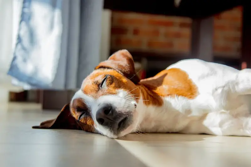 犬の睡眠時間が長い理由と安心できる生活リズム