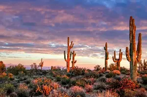 Five Timeless Life Lessons In Resilience And Adaptability From The Mighty Desert Cactus