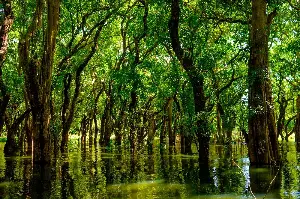 Mangroves To The Rescue: Why These Vital Forests Are Our Last Line Of Defense