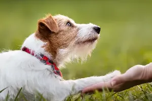 Unlocking Dog Body Language: Discover What Your Canine Companion Is Really Saying