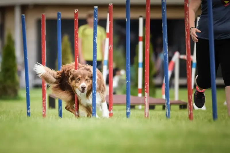 Agility acuático: el deporte canino que combina natación y equipo