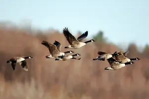 Astonishing Science Behind Why Migrating Birds Always Fly In A Perfect V Formation