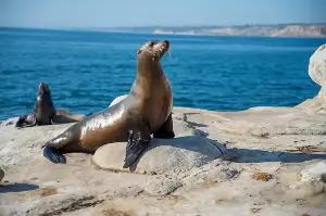 Playful Ocean Wonders: Exploring the Amazing Habits and Characteristics That Make Sea Lions Truly Special