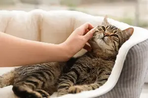 Why Do Cats Purr: The Mind-Blowing Science Behind Feline Secret Powers