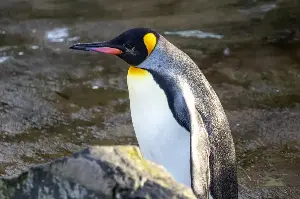 コウテイペンギンが氷上で子育てする方法