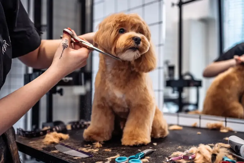 El fascinante mundo de las peluquerías de mascotas: cuidados premium por 100€ al mes