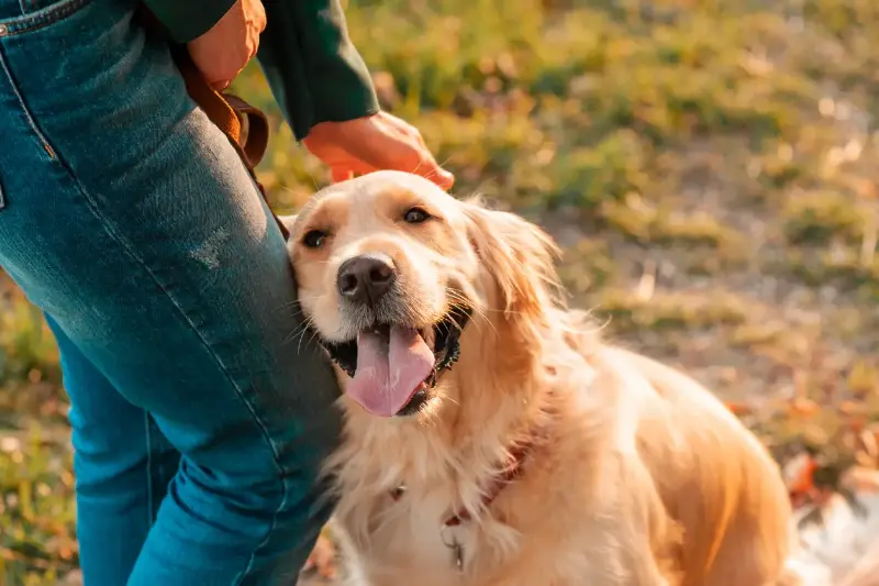 Por qué quienes se sienten incomprendidos conectan más con sus mascotas
